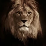 the face of a male lion against a black background
