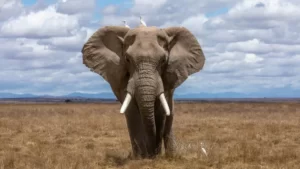 A front facing shot of an african elephant
