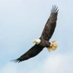 a soaring eagle