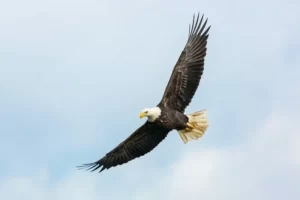 a soaring eagle