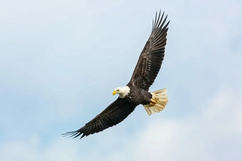 a soaring eagle