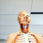An anatomy model representing the human body metaphor of functionalism