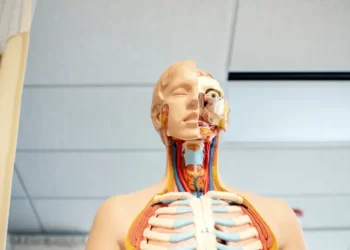 An anatomy model representing the human body metaphor of functionalism