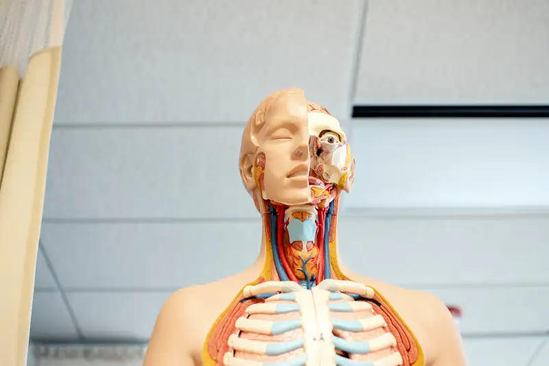 An anatomy model representing the human body metaphor of functionalism
