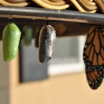 A caterpillar butterfly pupae - conversion