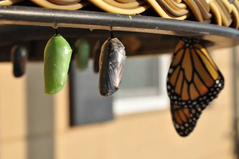 A caterpillar butterfly pupae - conversion