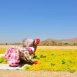 a man and woman working the fields in the sun