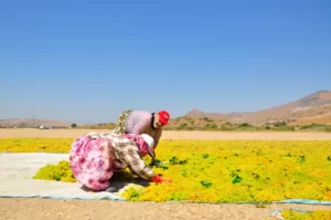 a man and woman working the fields in the sun