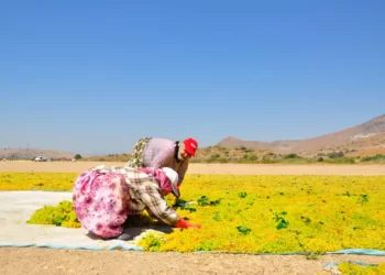 a man and woman working the fields in the sun