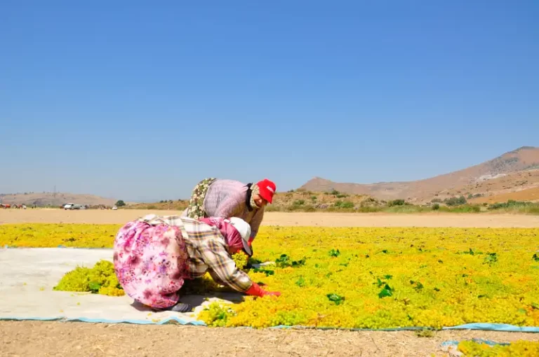 a man and woman working the fields in the sun