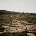 A barren landscape showing deforestation and many logs on the floor
