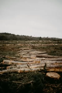 A barren landscape showing deforestation and many logs on the floor