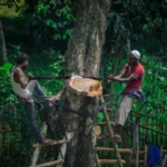 Two lumberjacks up a tree cutting it down