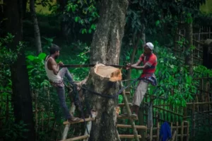 Two lumberjacks up a tree cutting it down