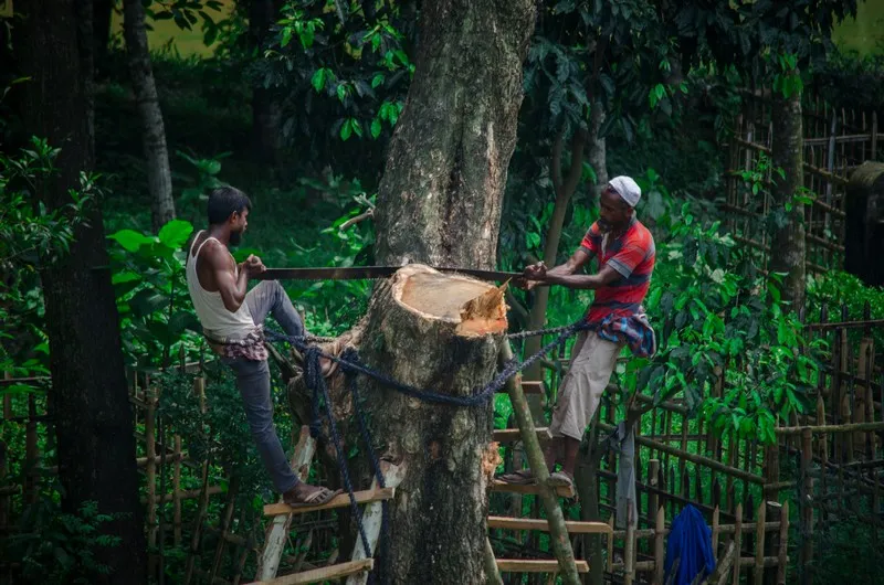Two lumberjacks up a tree cutting it down