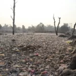 A destroyed forest