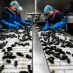 factory workers sorting objects on a production line