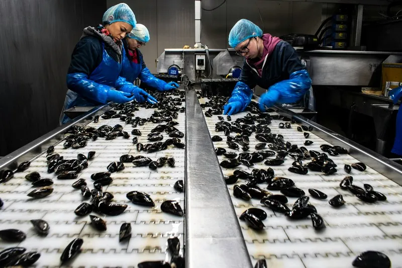 factory workers sorting objects on a production line