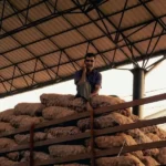 A man in a barn sat atop a giant pile of harvested potatos in bags - agrarianism