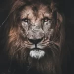 A portrait of a lion
