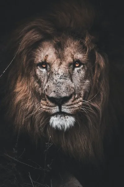 A portrait of a lion