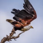 A powerful eagle in a tree