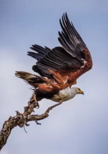 A powerful eagle in a tree