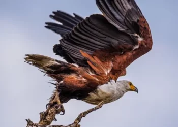 A powerful eagle in a tree