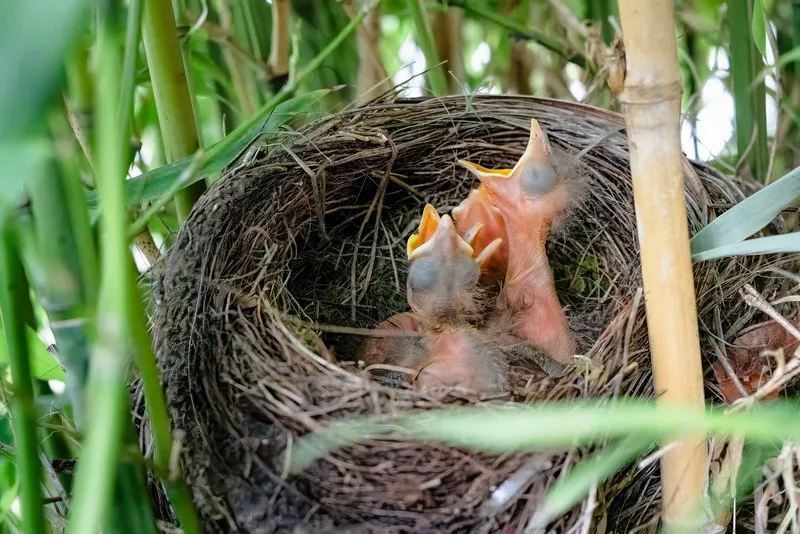 Some bidr chicks in a nest adapting to their new environment - adaptation