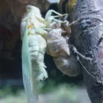 two insects mating - sex sexuality sexualisation