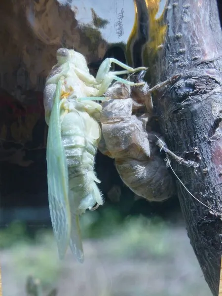 two insects mating - sex sexuality sexualisation