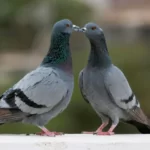 two pigeons kissing social reproduction