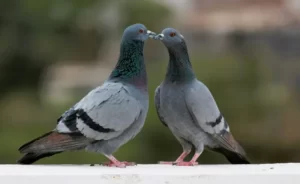 two pigeons kissing social reproduction