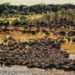 A large herd of wildebeest to represent instinct
