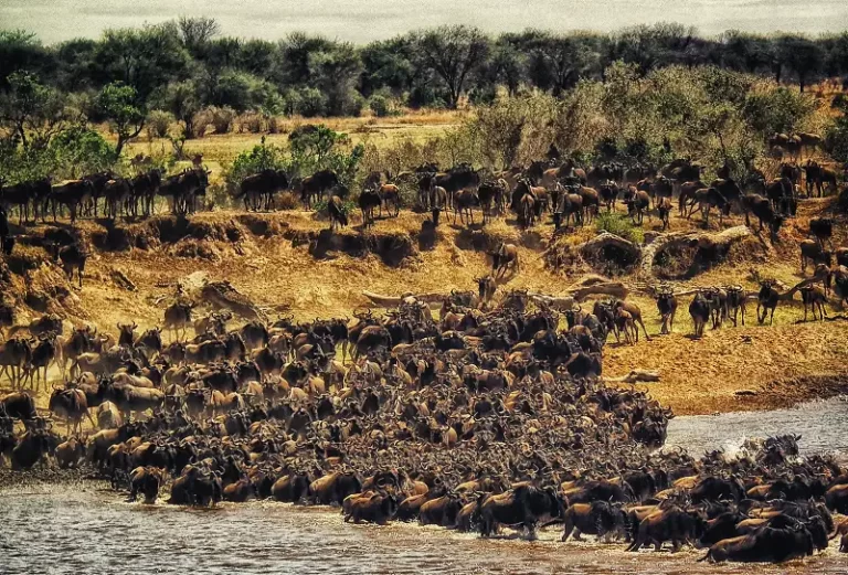 A large herd of wildebeest to represent instinct