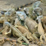 A large clan of lizards