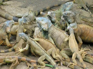 A large clan of lizards