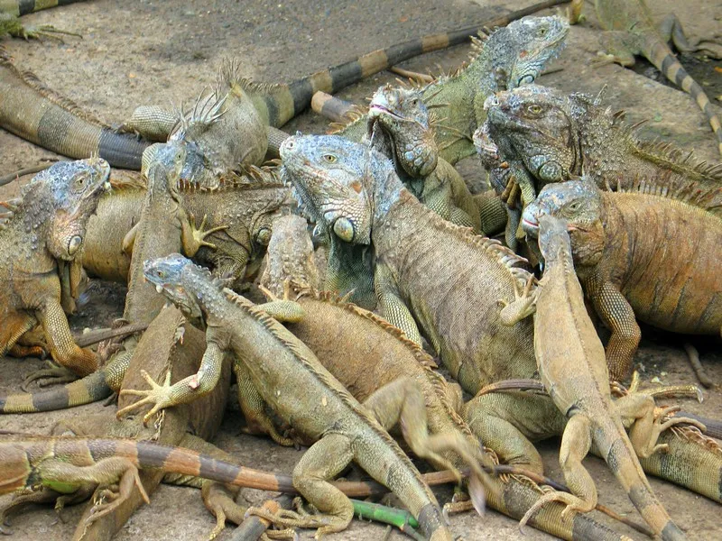 A large clan of lizards