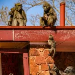 A group of monkies indicating hierarchy