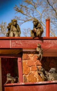 A group of monkies indicating hierarchy