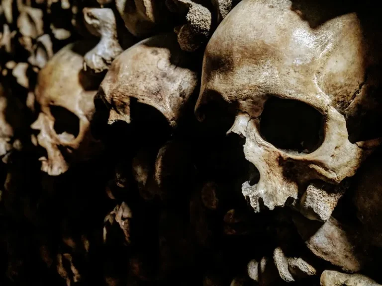 A line of wall-mounted skulls