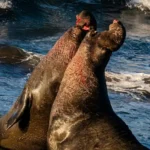 two walruses in a competition for domination