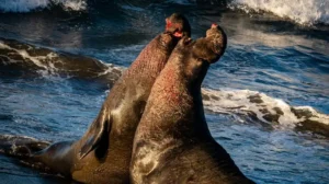 two walruses in a competition for domination