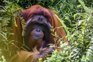 An orangutan in a palm oil growing area