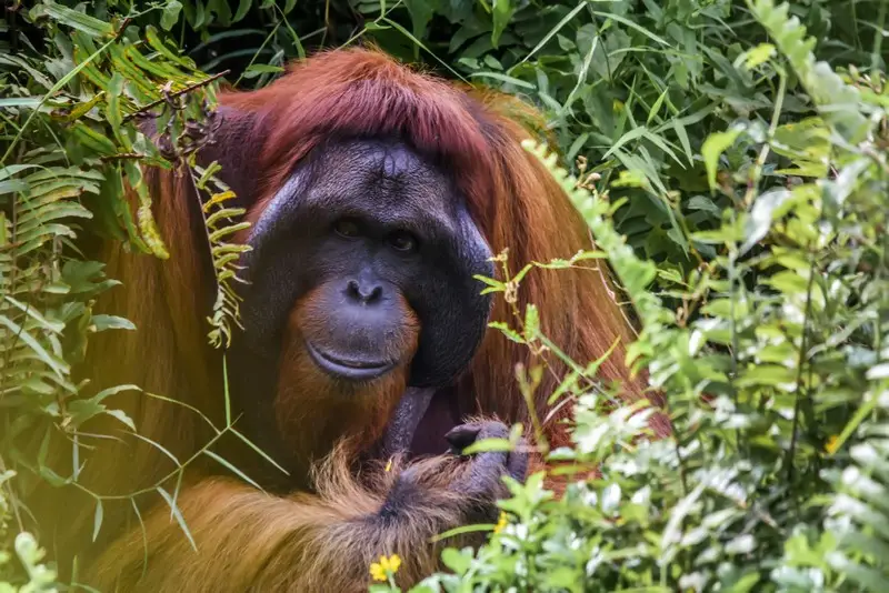 An orangutan in a palm oil growing area