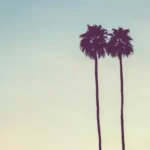 two palm trees