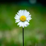 A daisy against a blurred background