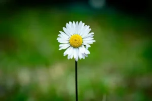 A daisy against a blurred background