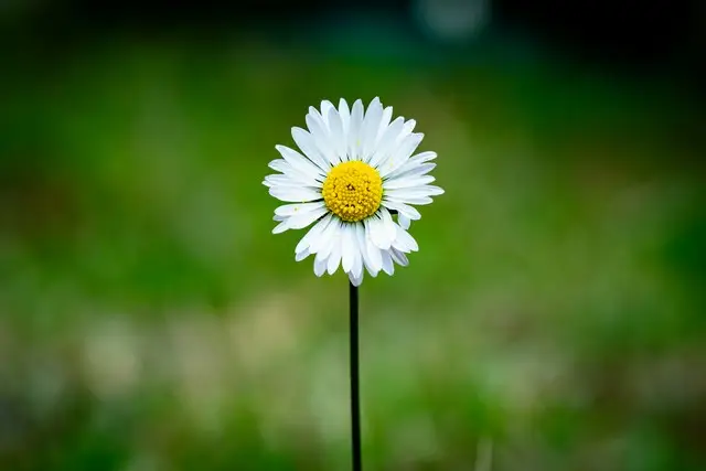 A daisy against a blurred background