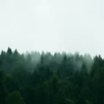 An abstract representation of trees